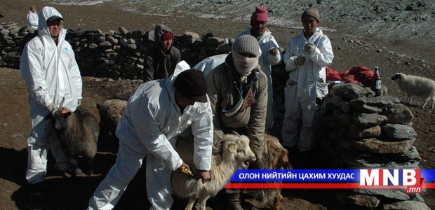 Бруцеллёз өвчнөөс урьдчилан сэргийлэх вакцинжуулалт хийж байна