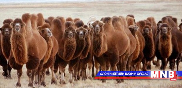 Монгол тэмээний үүлдэр удамшил
