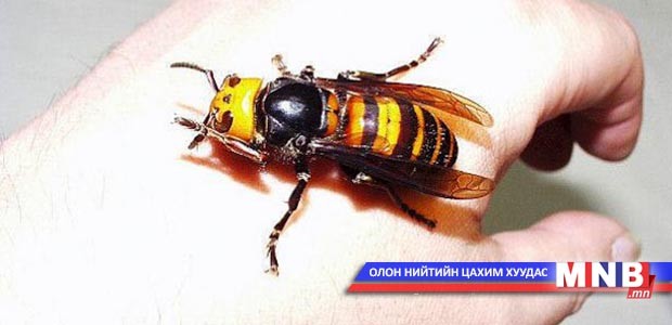 “Үхэр хэдгэнэ” хүний аминд хүрсэн байж болзошгүй гэв