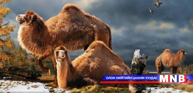 “Тэмээ” богино өгүүллэг