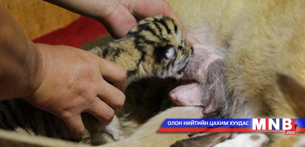 Нохой “ээж”-тэй барын бамбарууд