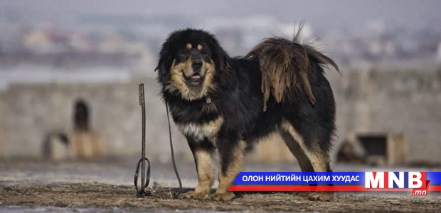 Монгол хоточ нохойны тухай