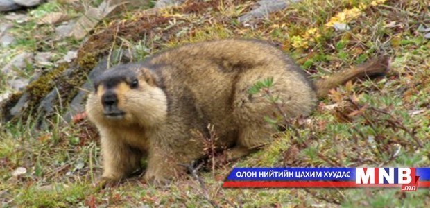 Тарваган тахлаас урьдчилан сэргийлэх ажил зохион байгуулж байна