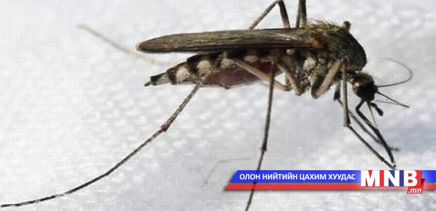 Халдвар тээгч шумуул их байгааг анхааруулав
