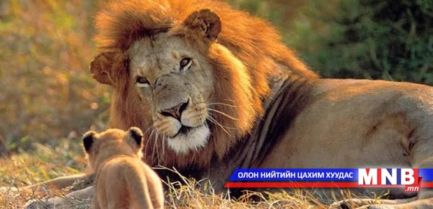 Зимбабве улс арслан агнахыг хориглож магадгүй