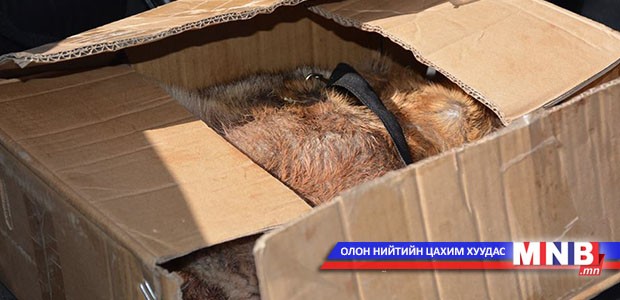 Тарваганы түүхий тулам худалдах гэж байсныг илрүүллээ