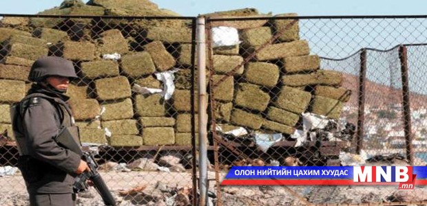 Генетикийн аргаар өөрчилсөн мариуханы 7000 гаруй ургамал илрүүлжээ