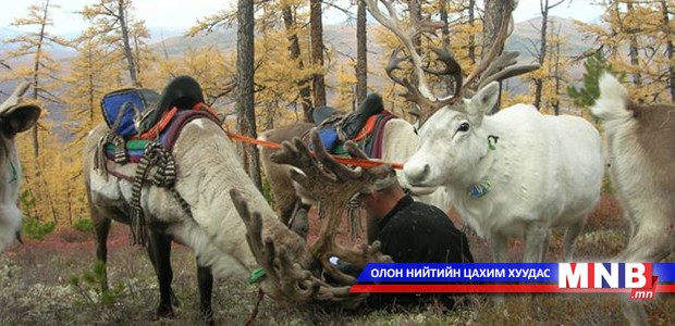 Цаатан иргэдийн даатгалын шимтгэлийг улсаас төлнө