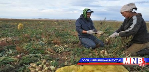 Төмс, хүнсний ногооны хураалт 60 хувьтай байна