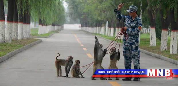 Ялалтын парадад оролцох сармагчин, шонхорын бэлтгэл хангагджээ