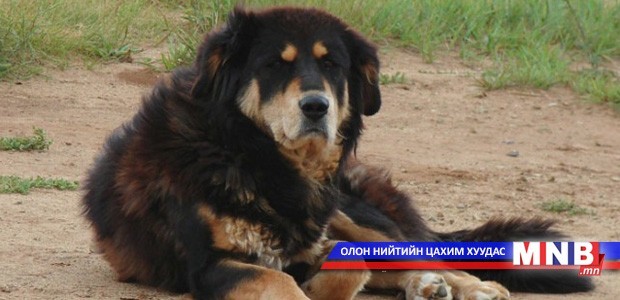 Нохой хүнд ямар халдварт өвчин дамжуулдаг вэ