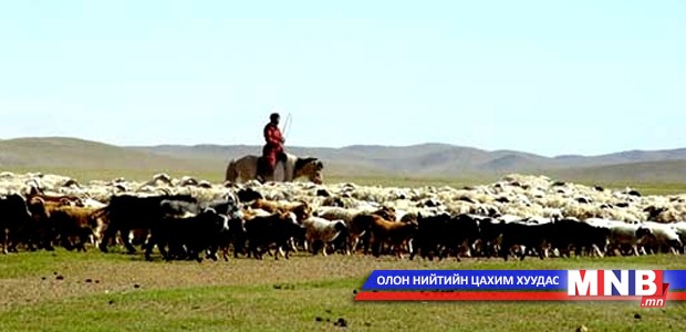 Манай улс үүлдэр сайтай шилмэл малаа гадагш гаргаж байна