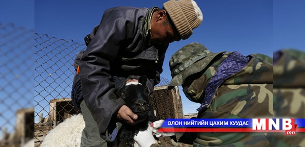 Бруцеллёз өвчнийг молекулын түвшинд оношлох лабораторитай боллоо
