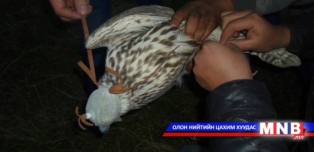 Хууль бусаар барьсан 16 шонхорыг буцаан тавьжээ