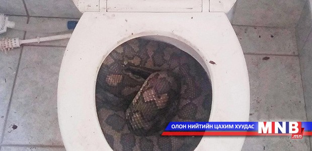 Суултуурт могой ичжээ