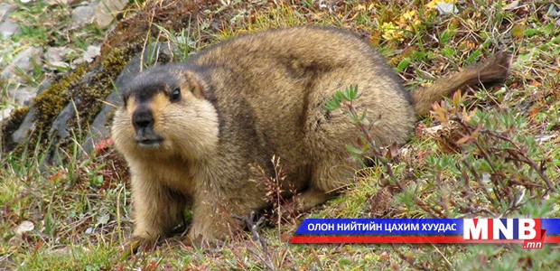 Хууль бусаар бурхи агнавал 180 мянган төгрөгийг хоёр дахин нэмэгдүүлж торгоно