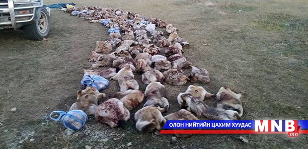 352 ширхэг тарваганы түүхий тулам илрүүлжээ