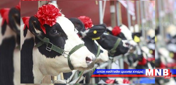 “Мисс үнээ" шалгаруулах тэмцээн