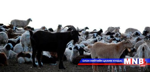 Шүлхийгээс салаагүй цагт мах экспортлох боломжгүй