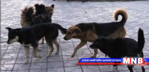 Золбин нохой, муур устгалыг өнөөдрөөс эхэллээ