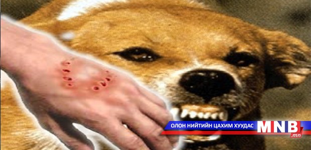 Галзуу өвчнөөс сэргийлье