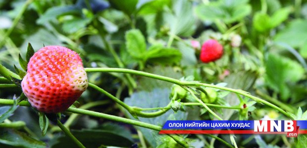 Өмнөговь аймаг “Гүзээлзгэнэ” төсөл хэрэгжүүлж байна