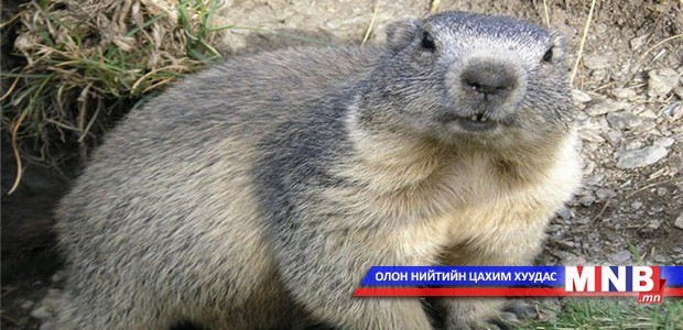 Уянга суманд тарваган тахлын байгалийн голомт идэвхтэй байна