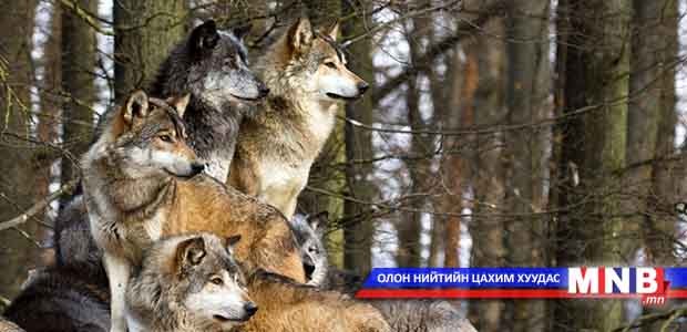 Дархан цаазтай газар чонотой болсноосоо хойш сэргэжээ