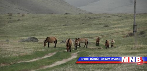 Прагийн амьтны хүрээлэнгээс тусгай зориулалтын машин бэлэглэв