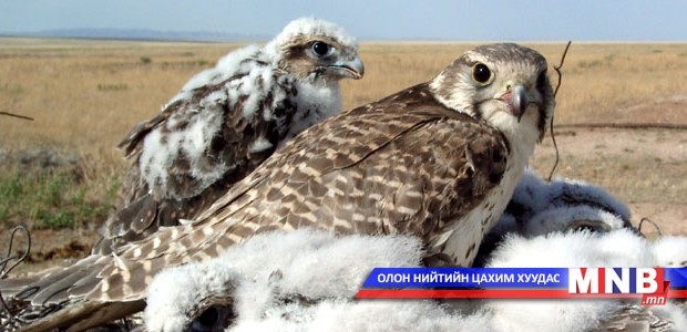 Арабууд хууль бусаар шонхор шувуу барьж байна