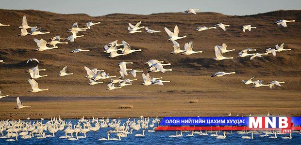 Ганга нуурыг 3 жил малын хөлөөс чөлөөлнө