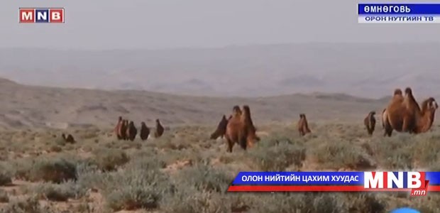 Өмнөговь аймагт үхсэн тэмээнээс халдварт өвчин илрээгүй