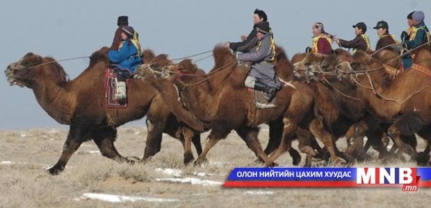 "Их говийн тэмээний баяр-2015" болно