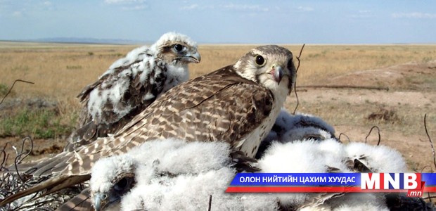 Нийслэлд энэ онд хууль бус ан агнууртай холбоотой 60 орчим зөрчил бүртгэгджээ