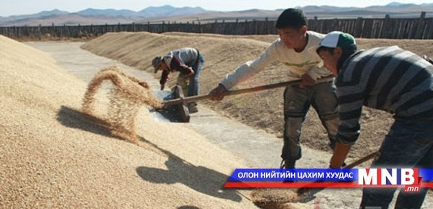 Урьдчилсан дүнгээр 198 мянган тонн улаанбуудай хураан авчээ