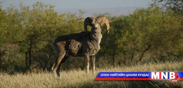 Энэ онд Ан агнуурын тухай хууль тогтоомж зөрчсөн 39 гэмт хэрэг гарчээ