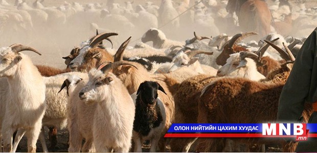 Монгол тэмээний ашиг тус