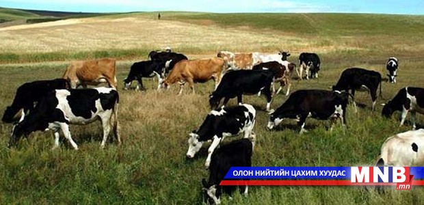 Он гарсаар малын гоц халдварт өвчин 20 удаа гарчээ