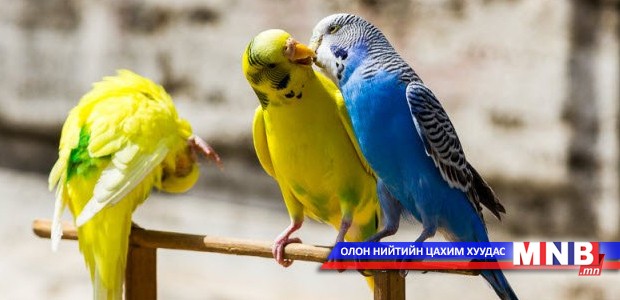 Тоть хөгжмийн аялгууг ч дууриан аялаж чадна