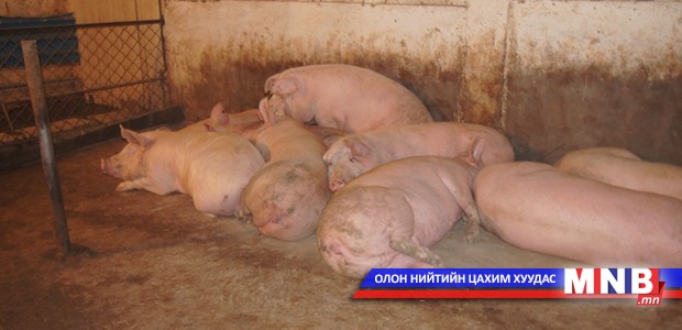 Дорнод аймгийн Хэрлэн суманд гахайн мялзан өвчин гарчээ