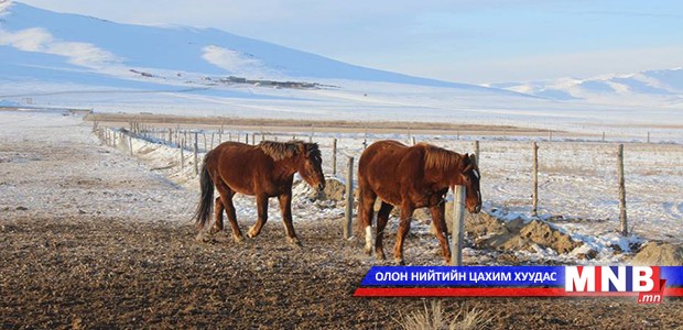 40 гаруй алдуул малын сургийг гаргажээ