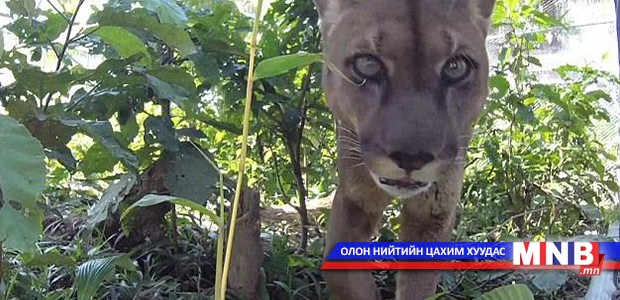 Циркийн арслан 20 жилийн дараа эрх чөлөөтэй болов