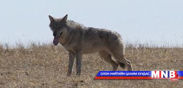 Хоёр хүн галзуу өвчний сэжигтэй чононд ноцуулжээ