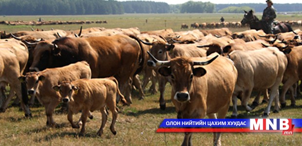 Завхан аймагт малын хулгай буурчээ
