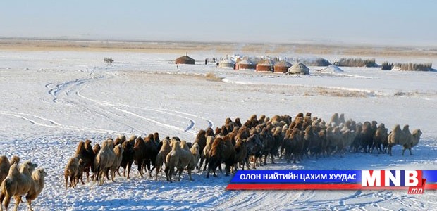 Дорноговьд нэг сая 850 мянга орчим толгой мал өвөлжинө