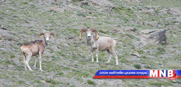 Оросууд аргаль нутагшуулах туршлага судлана