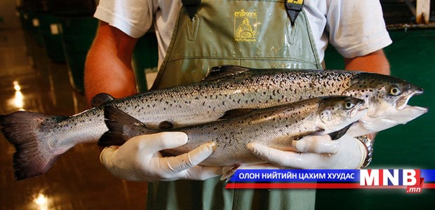 АНУ-д генийн өөрчлөлттэй загас хүнсэнд хэрэглэнэ