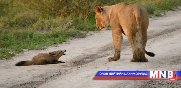 Эрслэн бяцхан гаварны амийг аварчээ