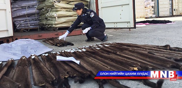 Шанхайн гаалиар их хэмжээний усны булгын арьс гаргахыг завджээ