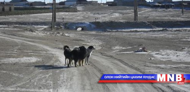 Золбин нохой, муур устгах ажил үргэлжилж байна